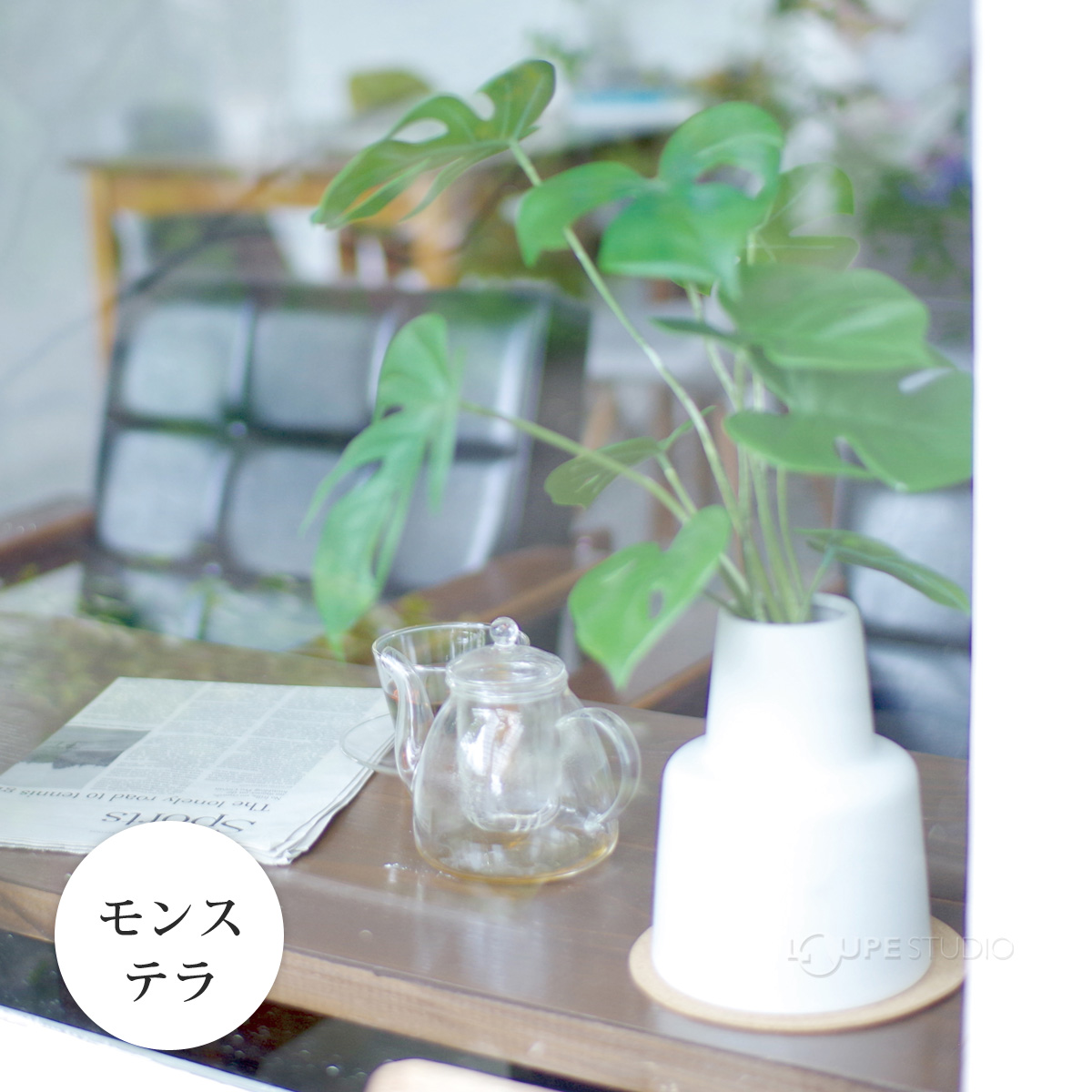 モンステラ