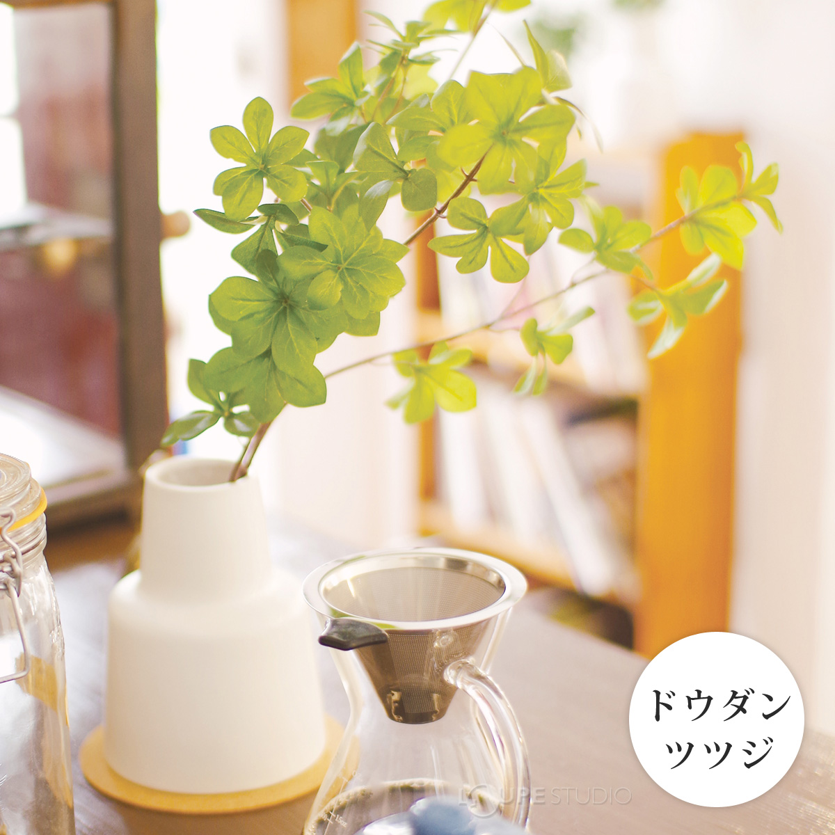 ドウダンツツジ