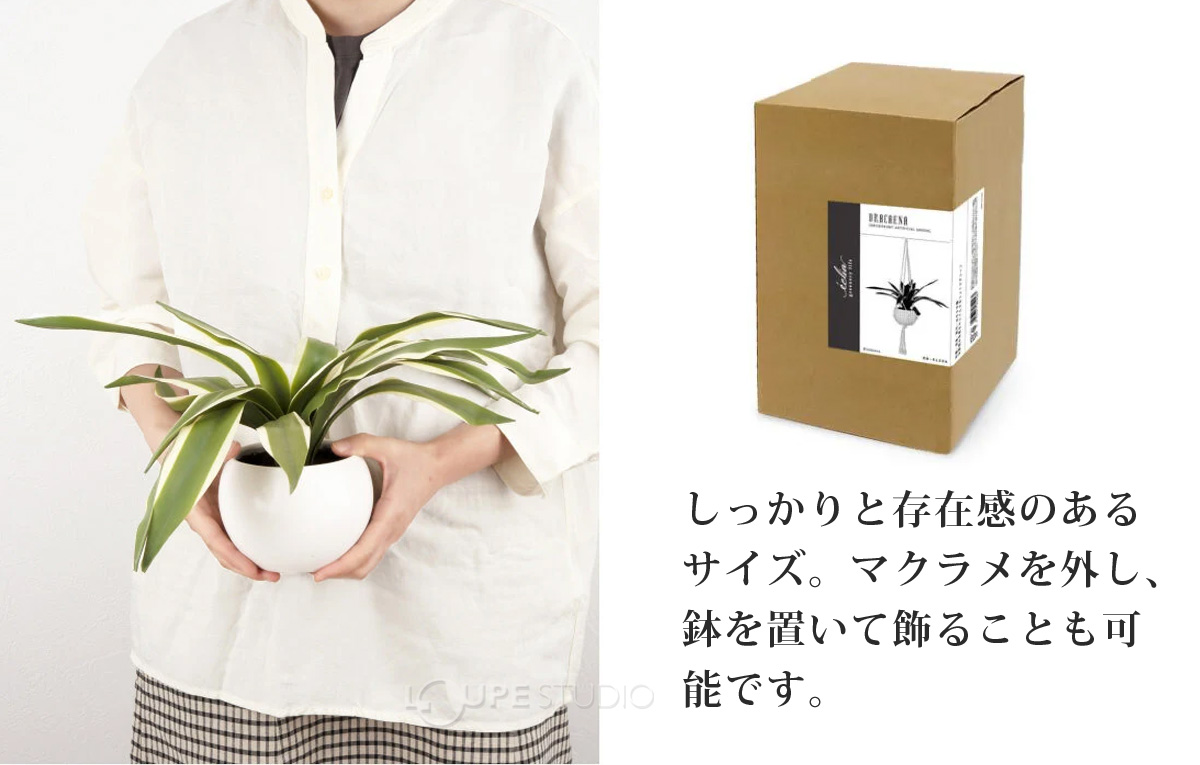 しっかりと存在感のあるサイズ 