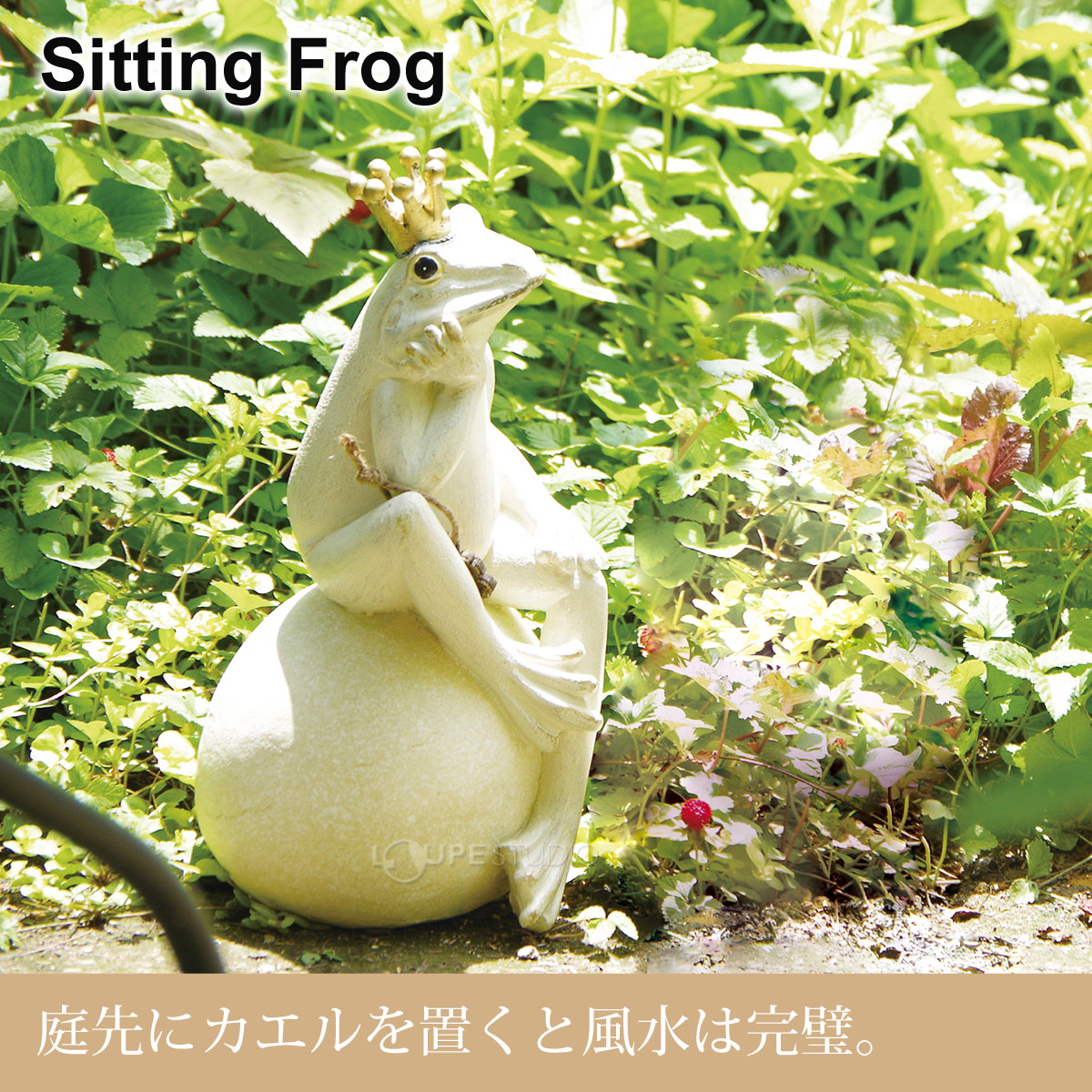 Sitting Frog 