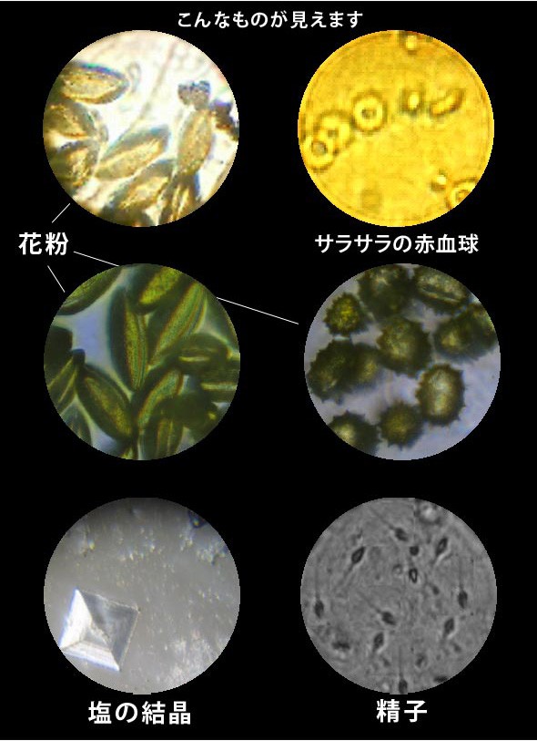 ゆうメール便送料無料 小型カード顕微鏡 10倍 精子や血液 顕微球 ゆうメール配送 Microcard03 ルーペスタジオ 通販 Yahoo ショッピング