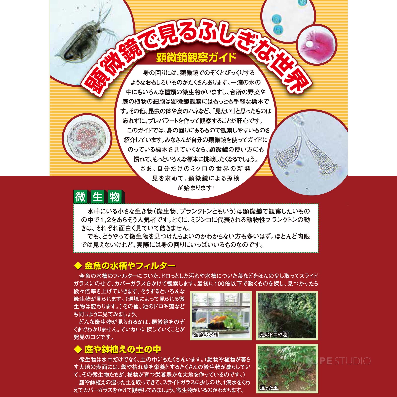 顕微鏡の使い方 