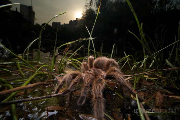 かなりの接写にもかかわらず、被写体にピントが合っていながら背景に何が写っているのかが確認できる。 