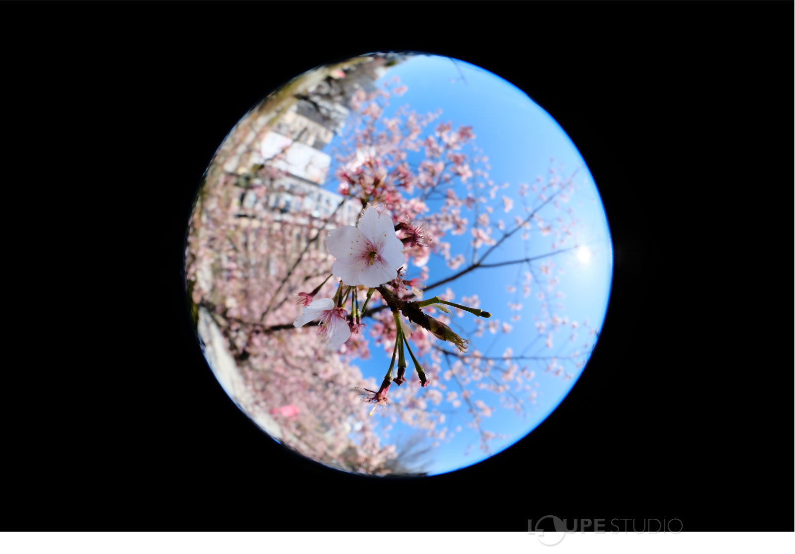 最短撮影距離10cm 