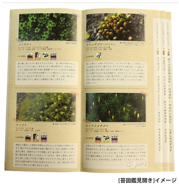 [苔図鑑見開き]イメージ 