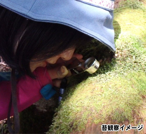苔観察イメージ 