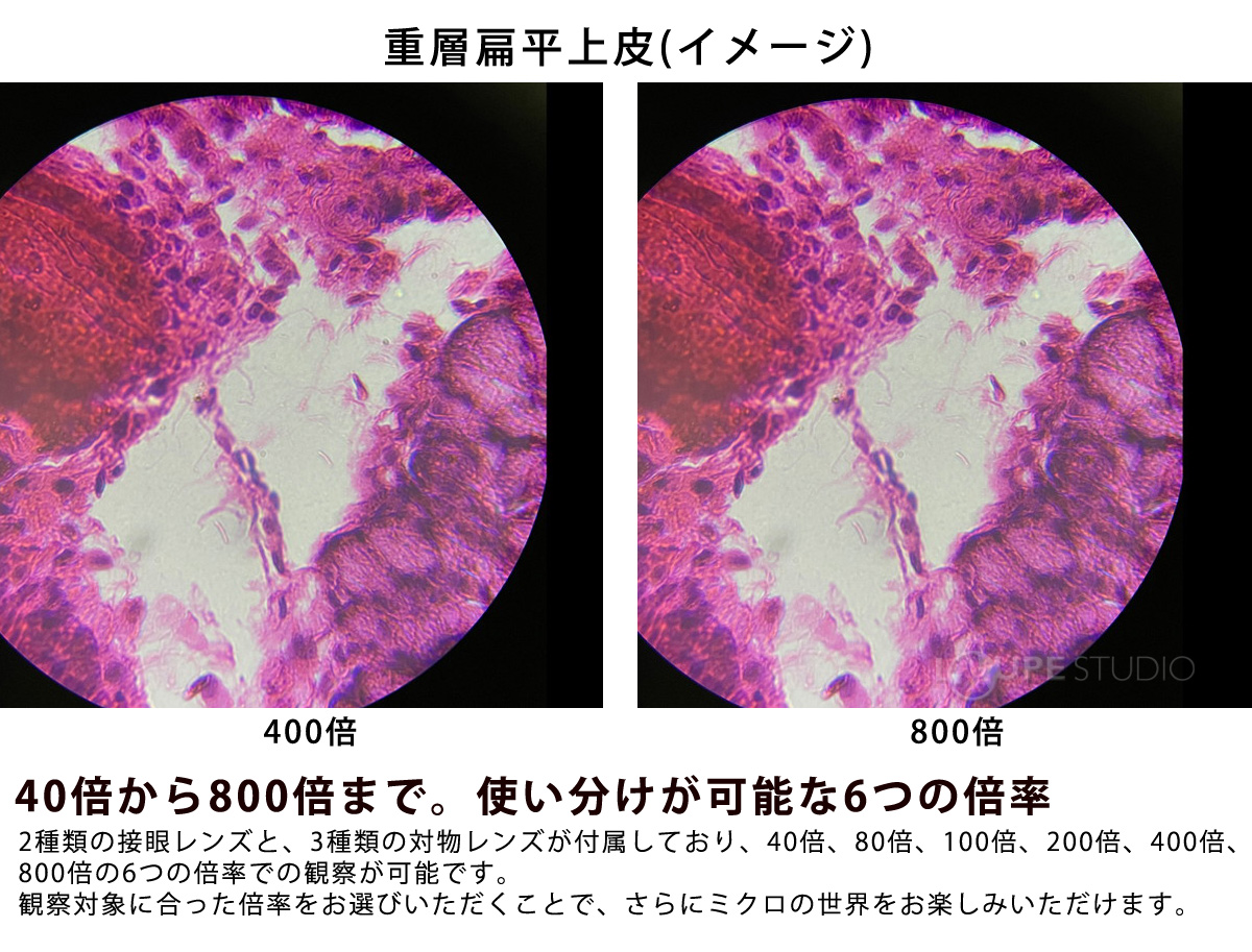 40倍から800倍まで。使い分けが可能な6つの倍率 