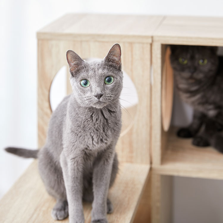 LOWYA（ロウヤ） 階段 ステアーズ 棚 シェルフ 収納 ストレージ 猫家具