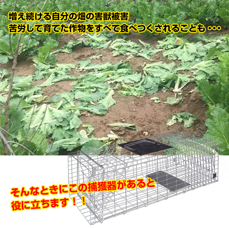 捕獲器 踏み板式 Mサイズ 折りたたみ 全長65.5cm アニマル トラップ