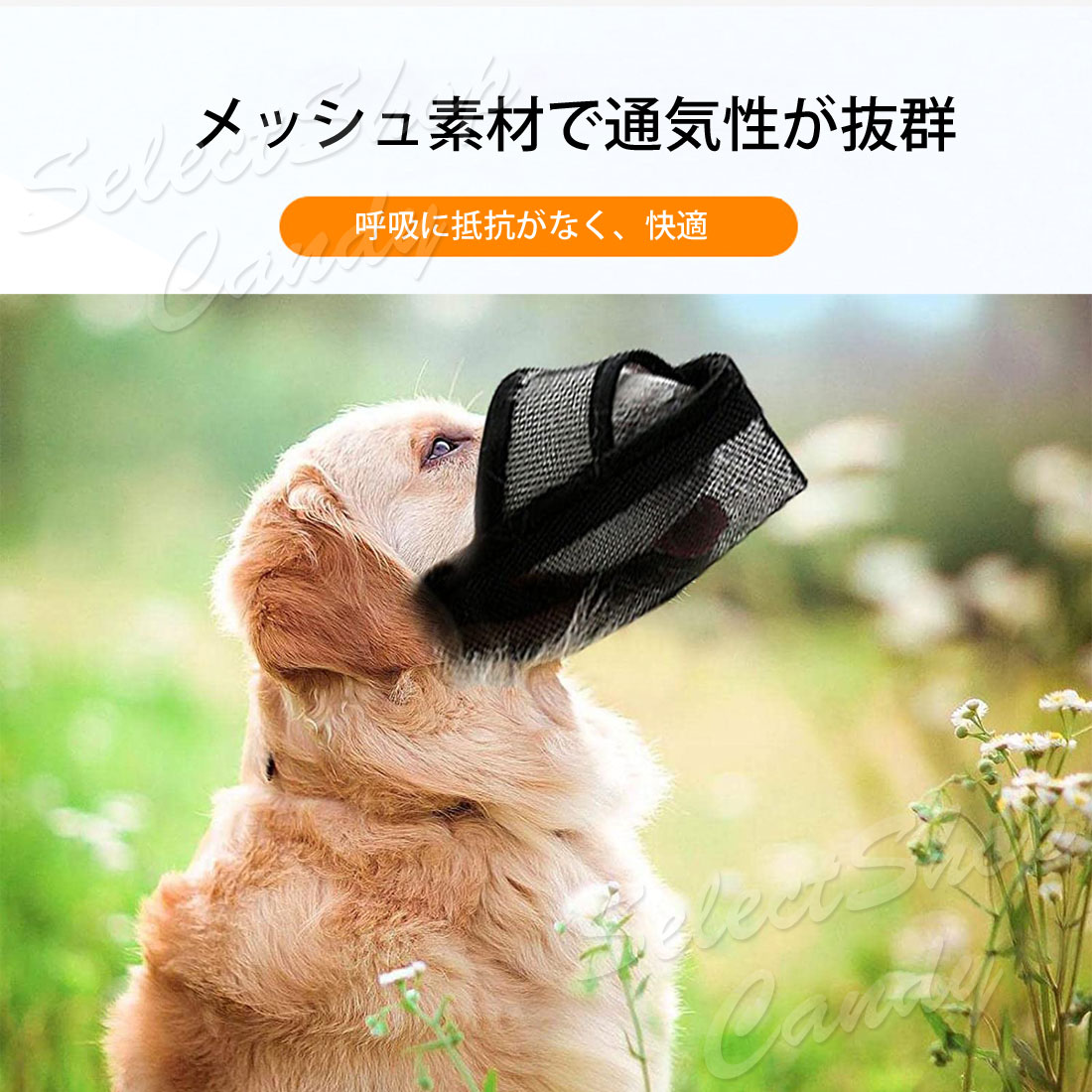 犬 口輪