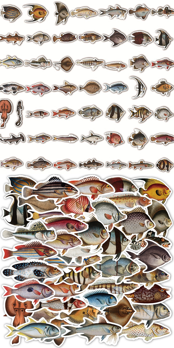  魚図鑑 ステッカー2