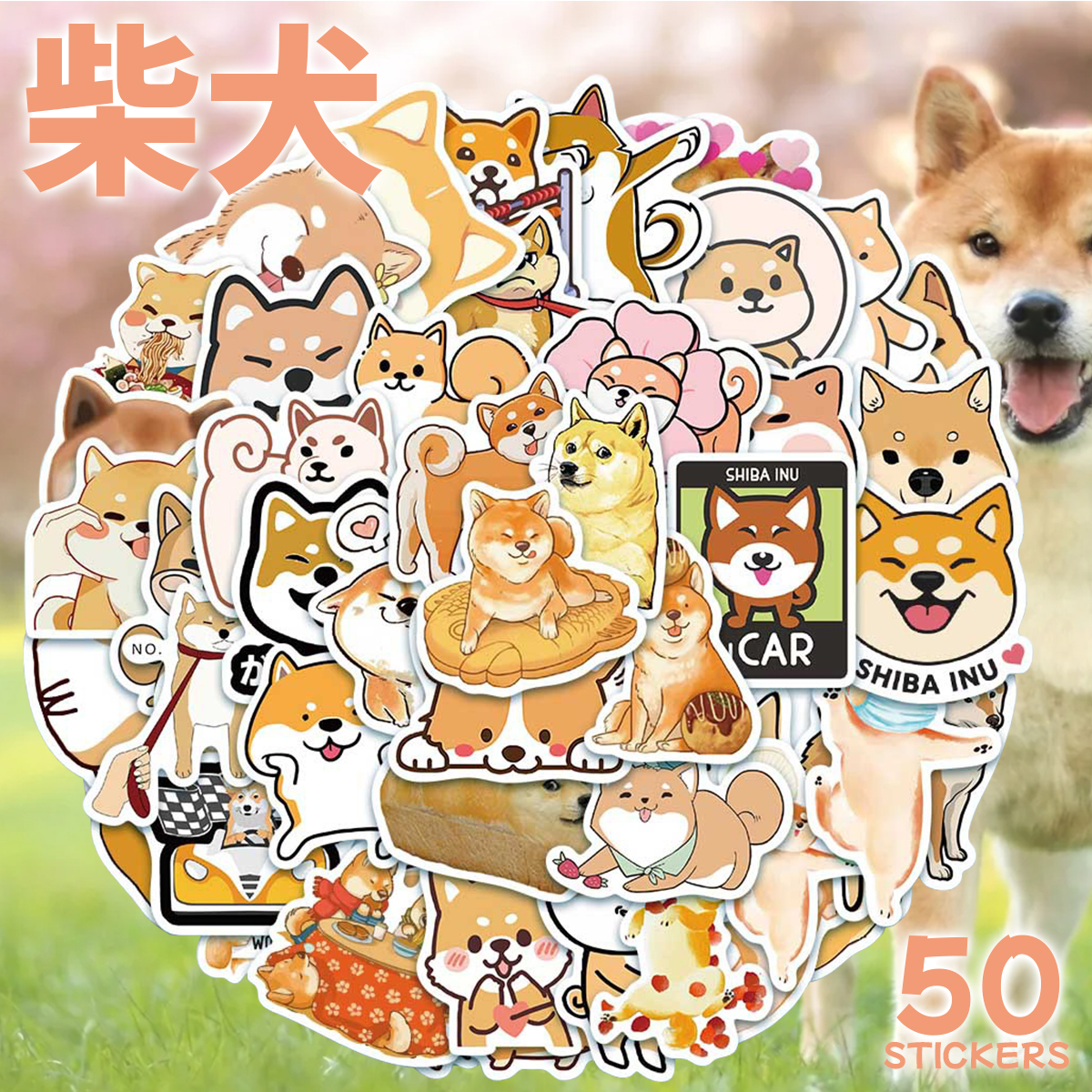 柴犬1