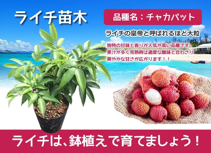 日本直販店 ライチ苗 取木苗 品種 ジャカパット タイサン2本 植物/観葉