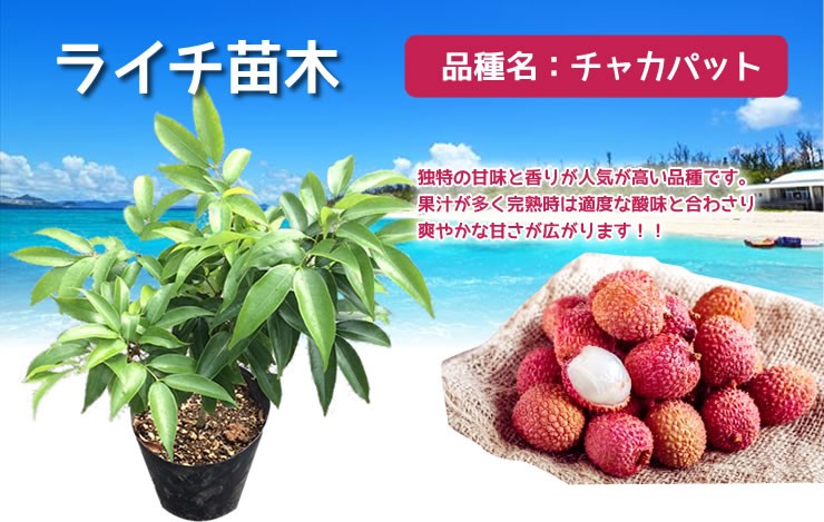 日本最大級 チャカパットの大株、南国果樹、取り木 植物/観葉植物 