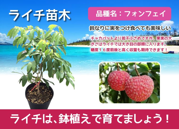 ◎【特売価格】ライチ 苗木 栽培 フォンフェイ 取り木 苗 4年もの