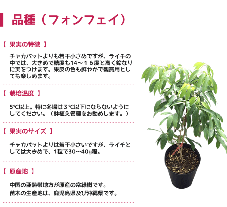 ◎ライチ 苗木 栽培 フォンフェイ 取り木 苗 3年もの ホンフェイ