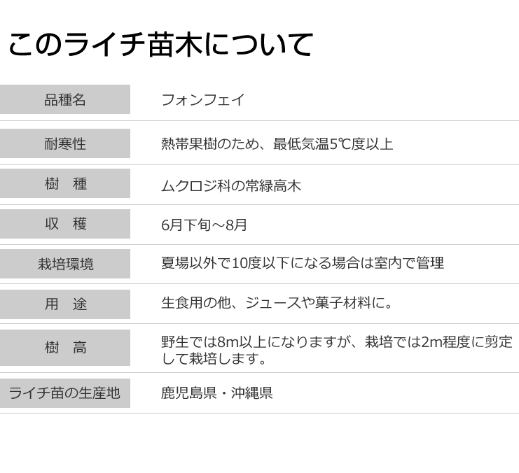 ライチ 苗木 (フォンフェイ)4年もの(取り木苗木)苗 : なん ライチ 苗木 (フォンフェイ)4年もの(取り木苗木)苗 : なん