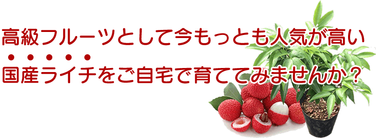 ライチ苗木(チャカパット)3年もの(取り木苗木) : 国産ライチ ライチ苗木(チャカパット)3年もの(取り木苗木) : 国産ライチ