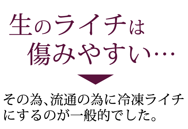 ライチ苗木販売(フォンフェイ)4年もの(取り木苗木) : 国産 ライチ苗木販売(フォンフェイ)4年もの(取り木苗木) : 国産
