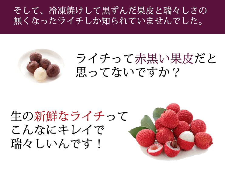 激安限定 〜まで特売価格！ライチ苗木 チャカパット もの