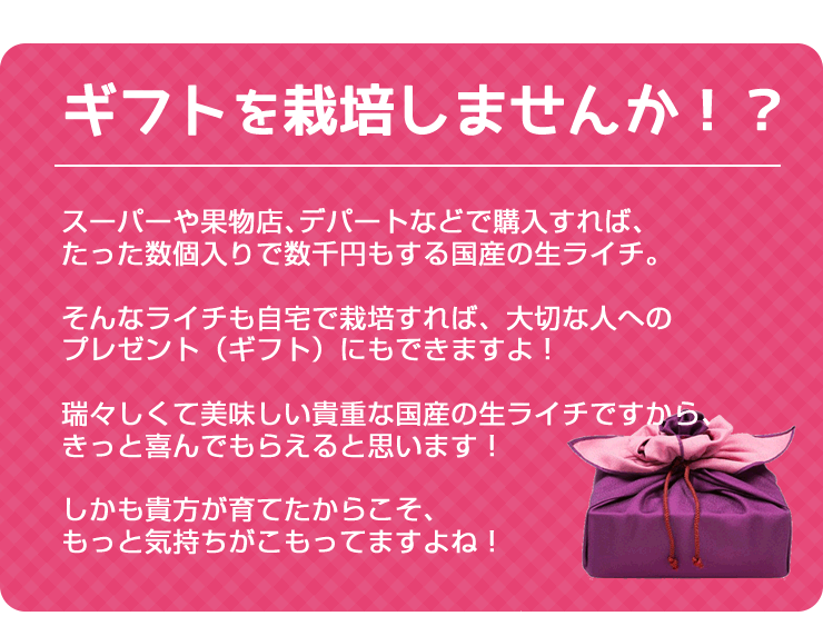 ライチ苗木販売(フォンフェイ)4年もの(取り木苗木) : 国産 ライチ苗木販売(フォンフェイ)4年もの(取り木苗木) : 国産