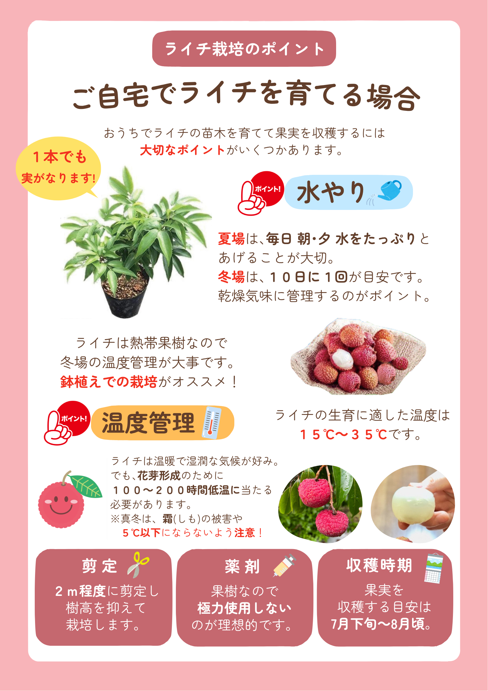 ライチ苗木（ジャカパット）5年もの（取り木苗木） : 国産ライチ