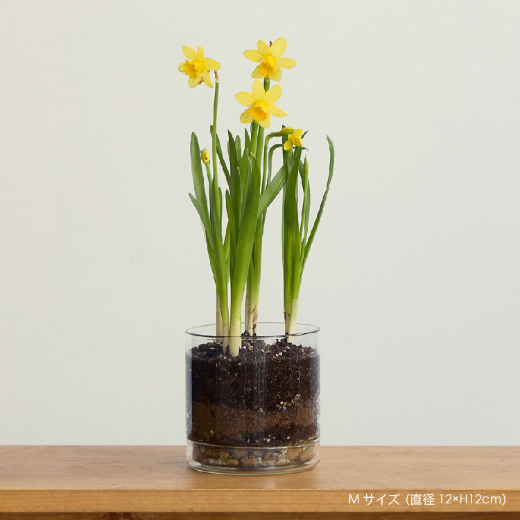 フラワーポット おしゃれ ガラス 球根 栽培 M 直径12cm 高さ12cm