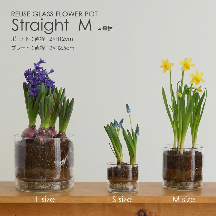 フラワーポット おしゃれ ガラス 球根 栽培 M 直径12cm 高さ12cm プレート付き 植木鉢 4号鉢 人気 北欧 シンプル モダン ナチュラル 家庭菜園 自由研究｜lykke-hygge｜02