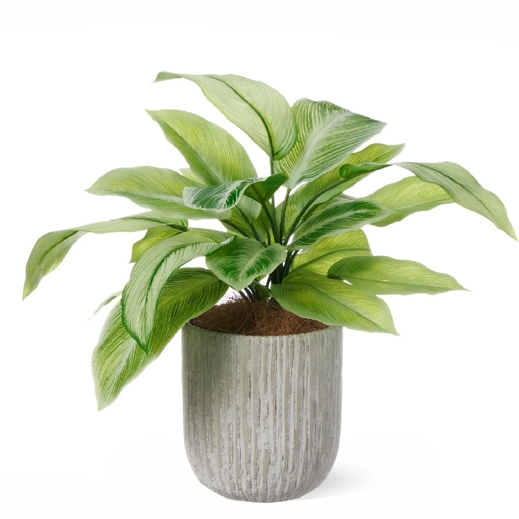 ディフェンバキアのおすすめ人気商品一覧 通販 - Yahoo!ショッピング