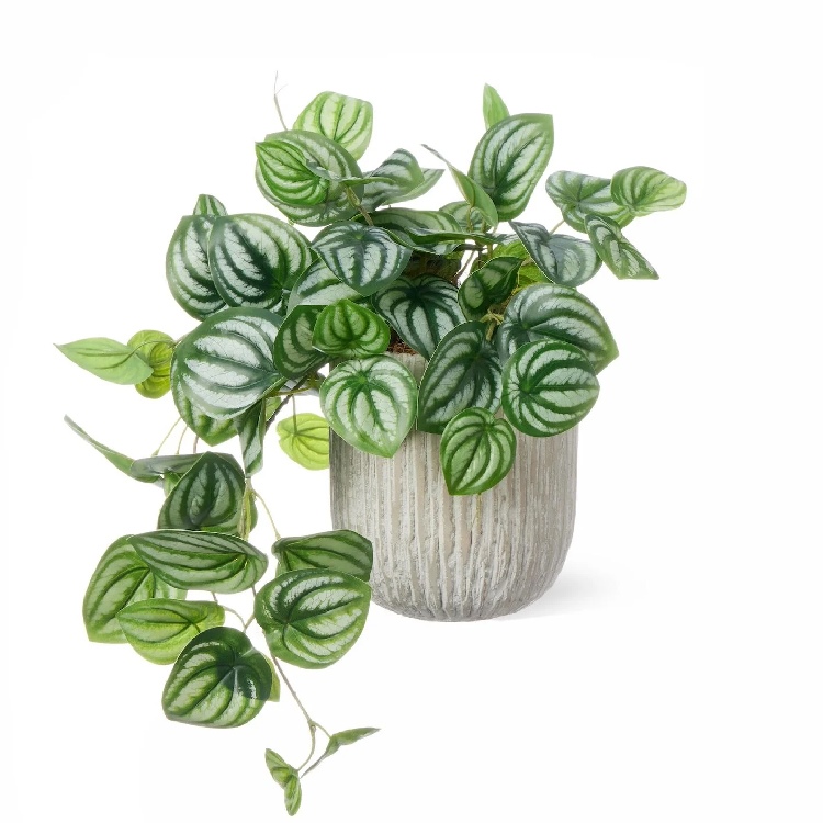 ディフェンバキアのおすすめ人気商品一覧 通販 - Yahoo!ショッピング