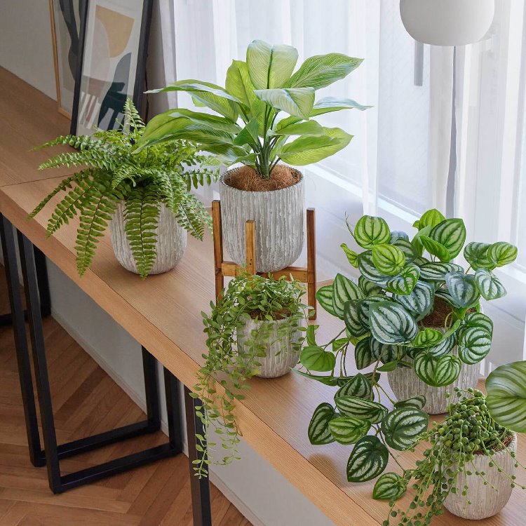 ディフェンバキアのおすすめ人気商品一覧 通販 - Yahoo!ショッピング