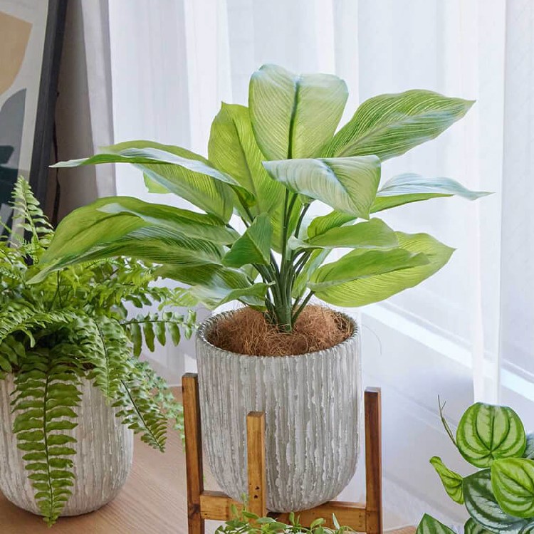 ディフェンバキアのおすすめ人気商品一覧 通販 - Yahoo!ショッピング