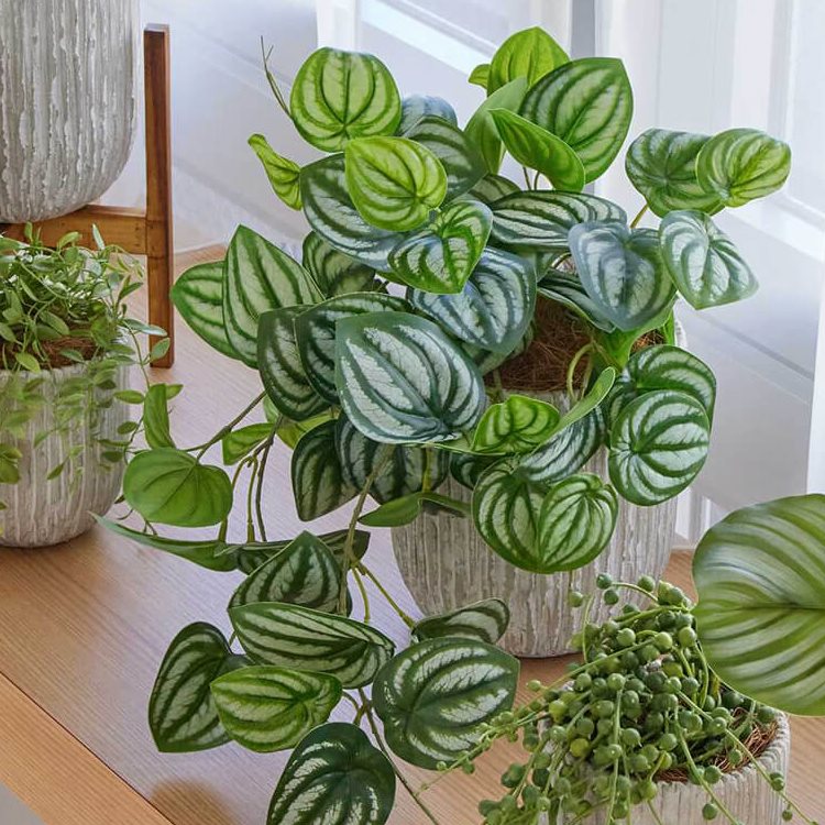 ディフェンバキアのおすすめ人気商品一覧 通販 - Yahoo!ショッピング