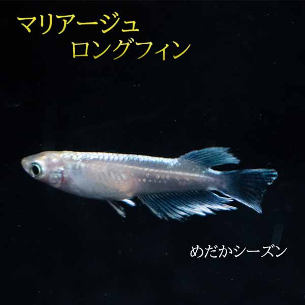 メダカマリアージュロングフィン未選別 稚魚(SS〜Sサイズ) 10匹セット 