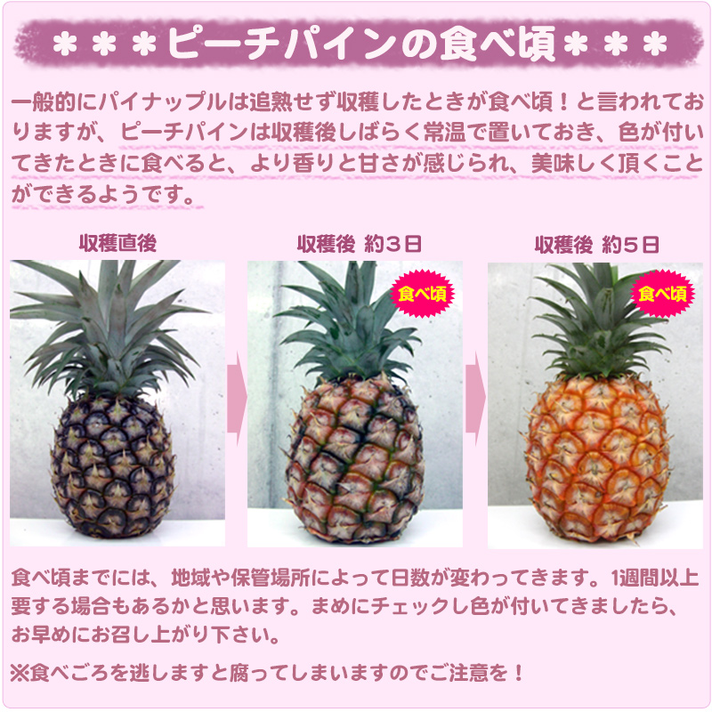 最高峰パイナップル》石垣島産ゴールドバレル1玉【1,5kg以上
