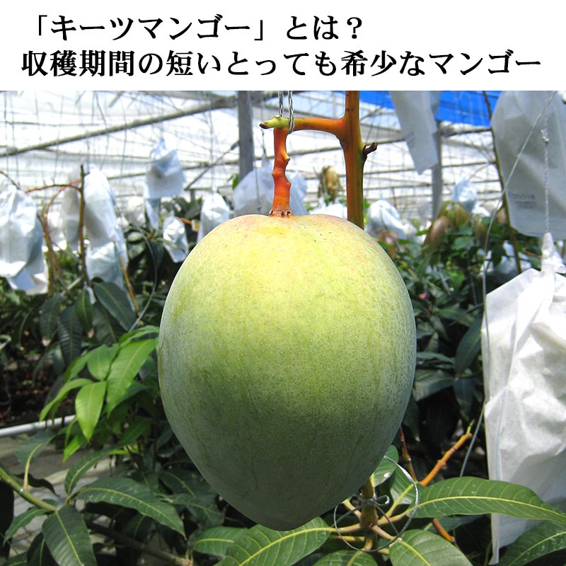 宮古島産キーツマンゴー 2玉（約1.5kg） : 沖縄そばと沖縄食材