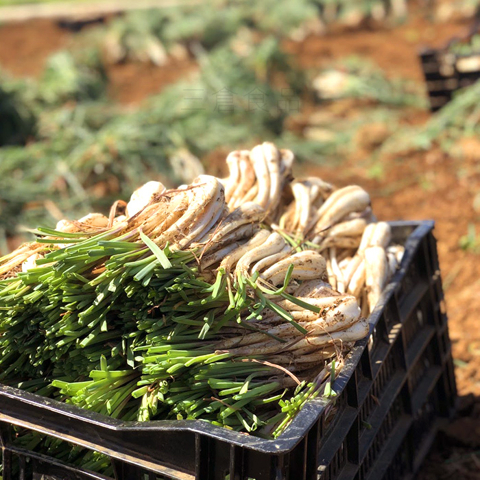 島らっきょう 生 1kg（2026年度産 新物入荷） /沖縄 伊江島産 : 沖縄