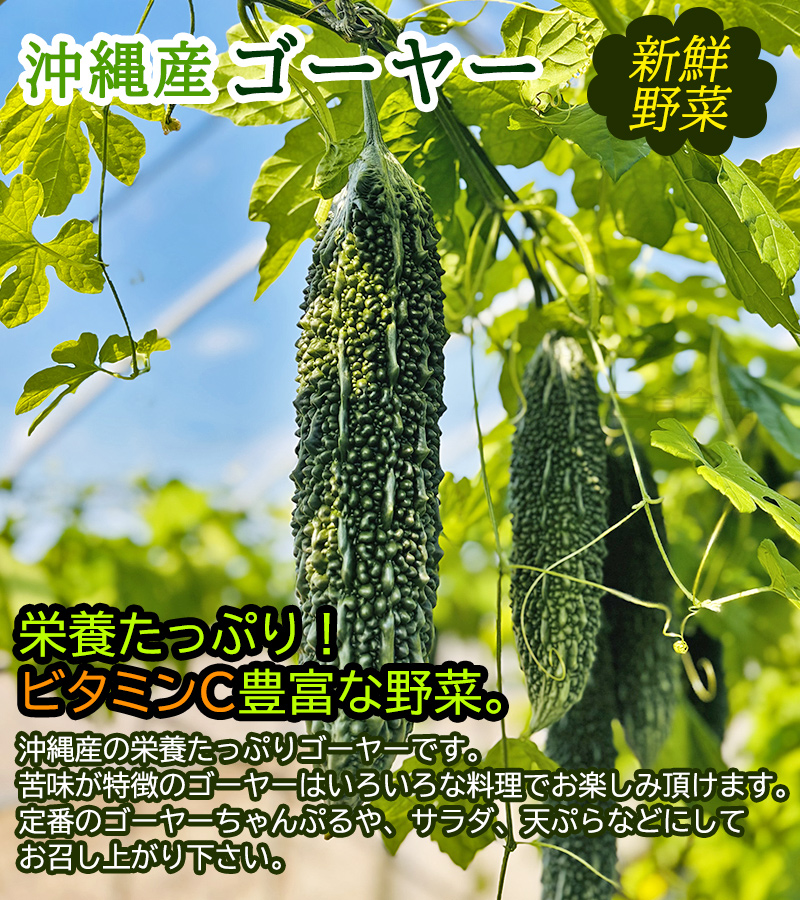 沖縄産 ゴーヤー 約2kg（7〜9本） /沖縄野菜 にがうり（送料無料