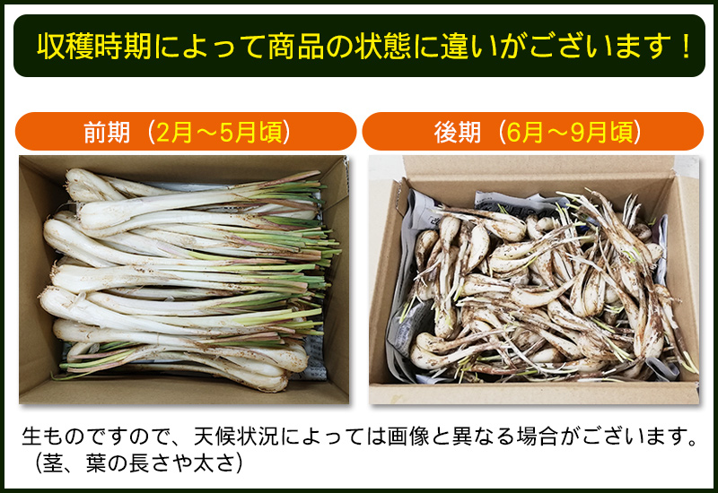 島らっきよ 様 沖縄県産 フルーツ チキナーチャンプルー カラシナ