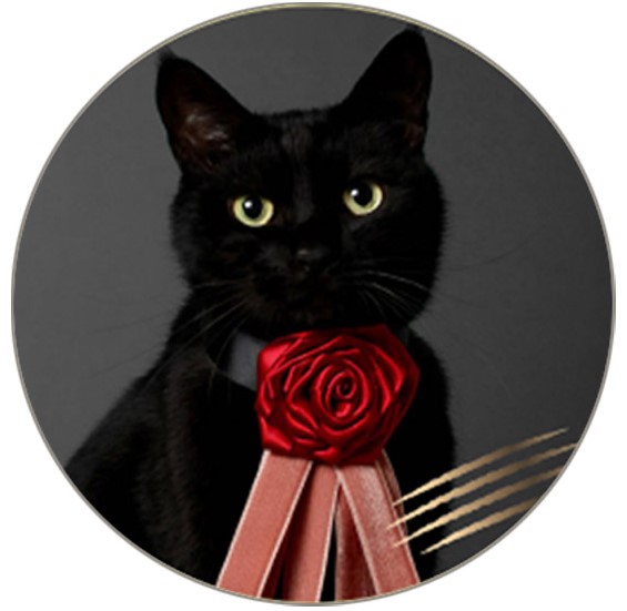 DADACA CACAOCAT缶NOIR 5個(v26)×1個 チョコレート バレンタイン ねこ 人気