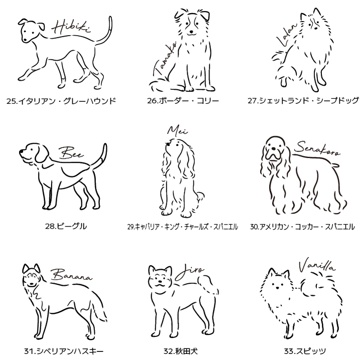 犬種4