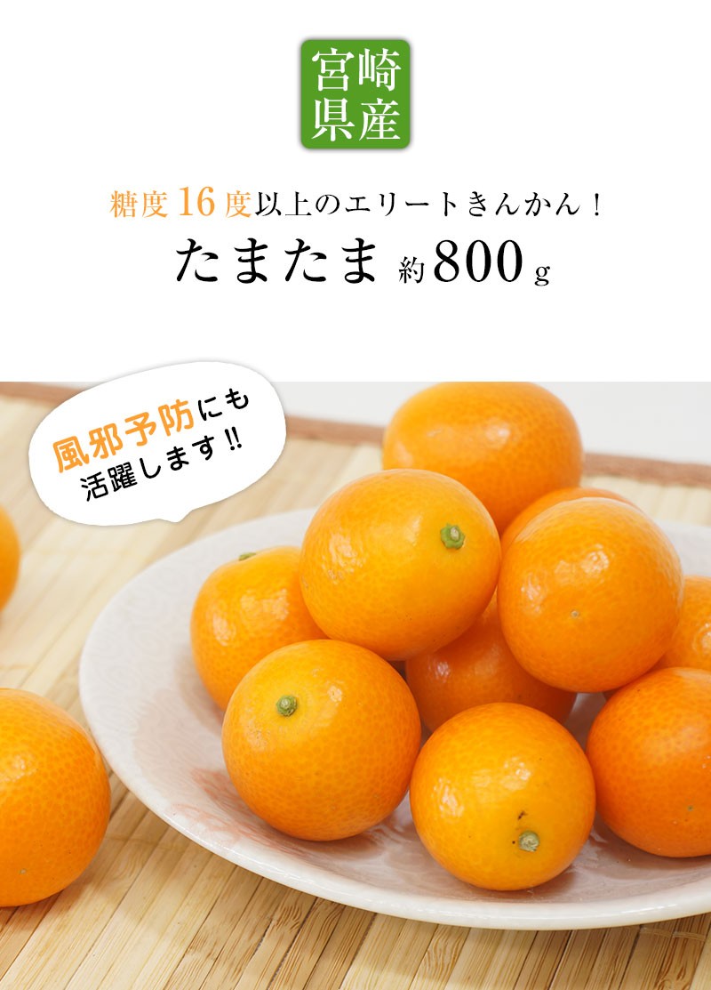 送料無料 宮崎県産 完熟きんかん たまたま2Lサイズ 約800g 完熟