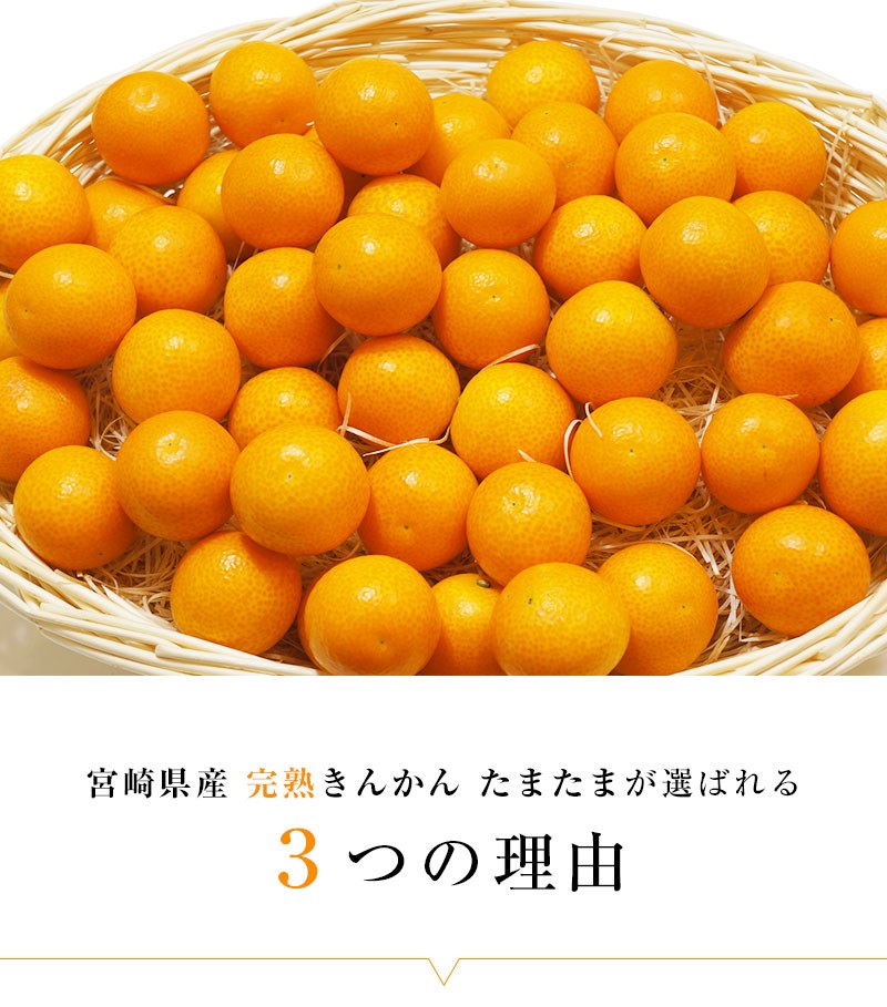 送料無料 宮崎県産 完熟きんかん たまたま2Lサイズ 約800g 完熟