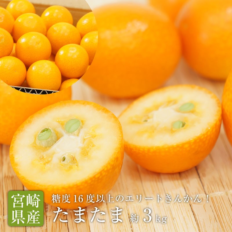 送料無料 宮崎県産 完熟きんかん たまたま 2Lサイズ 約3kg 宮崎 金柑