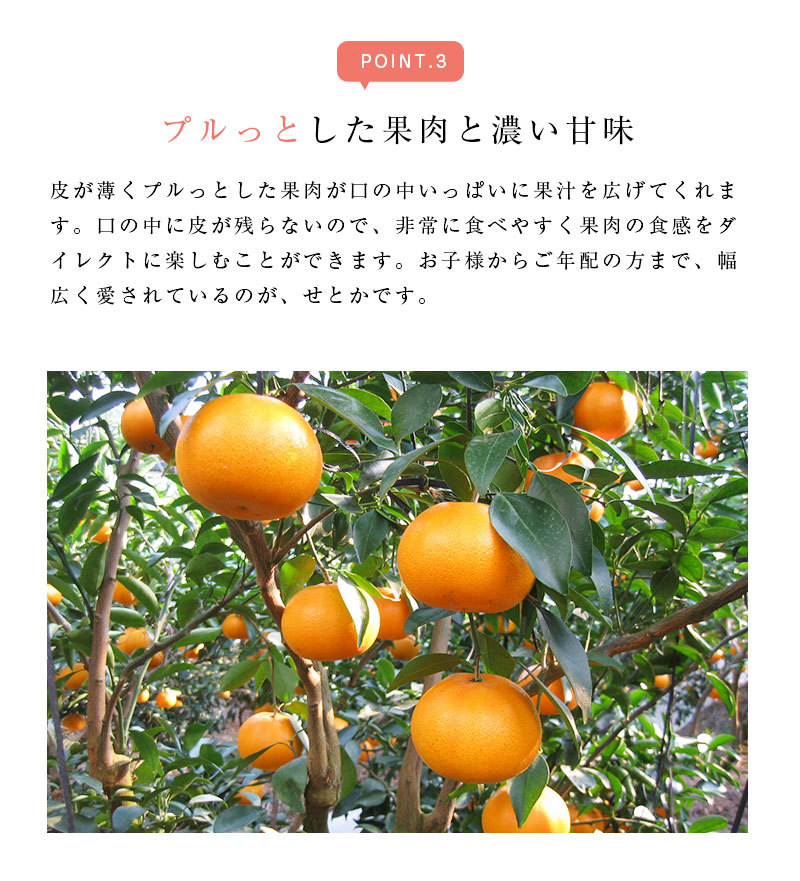 期間限定販売価格】送料無料 佐賀 愛媛県産 せとか 8-13玉 約2.5kg