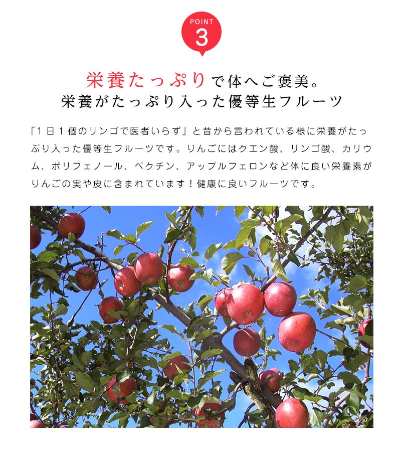 高糖度 サンふじ りんご 青森 14-18玉 約5kg サンふじりんご 5kg