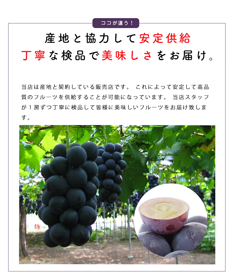 送料無料 岡山 山梨県産 種なしピオーネ 1房 約500g ぶどう 種無し 黒