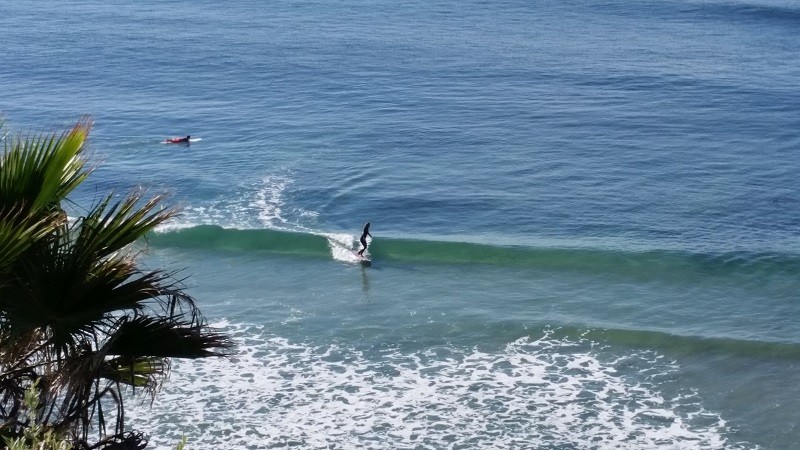 【スコッティキャメロンギャラリー】2017 DEL MAR CALIFORNIA デルマー　サラブレット　パターカバー 競馬　馬　ウマ【16aw】 スコッティキャメロンギャラリー