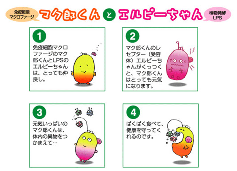 夏バテの原因は今注目の免疫細胞にあり!医学界も注目!