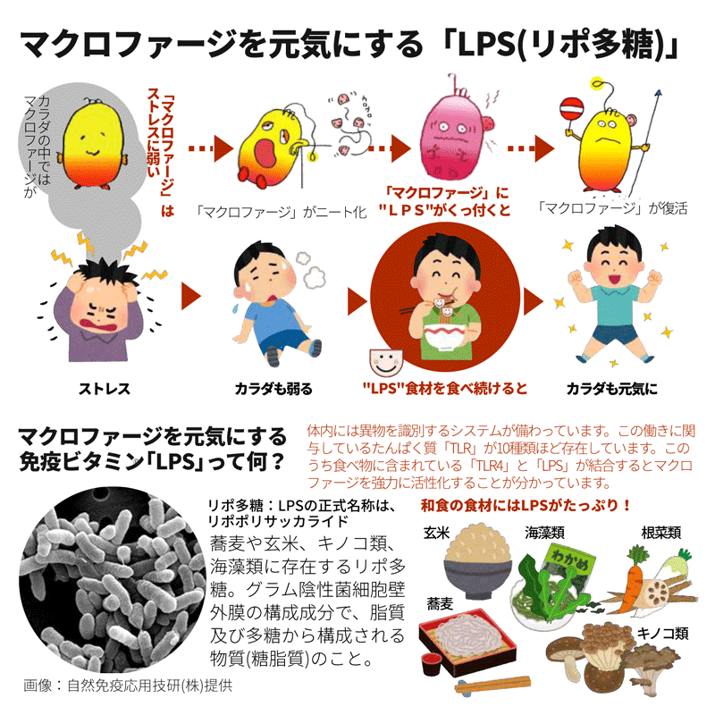 Lpsマクロ元気オンラインショップ Yahoo ショッピング